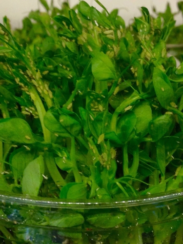 Erbsenblattläuse, Dose, Zuchtansatz, 1 Liter- Einzelfuttermittel