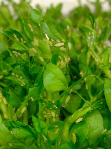 Erbsenblattläuse, Dose, Zuchtansatz, 1 Liter- Einzelfuttermittel