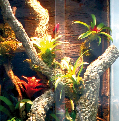 Tronchos Korkast groß 60-90cm