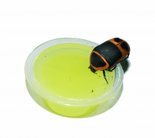Jelly Food - Yellow Banana 20er Pack