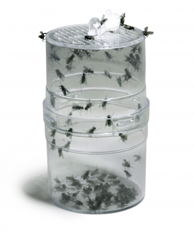 Fly Feeder