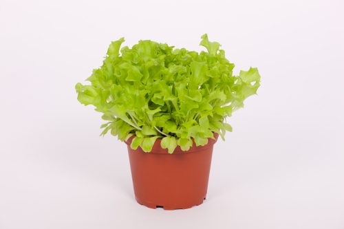 Feldsalat, 1 VE = 8 Pflanzen in BIO-QUALITÄT