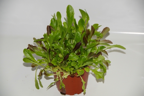 Feldsalat, 1 VE = 8 Pflanzen in BIO-QUALITÄT