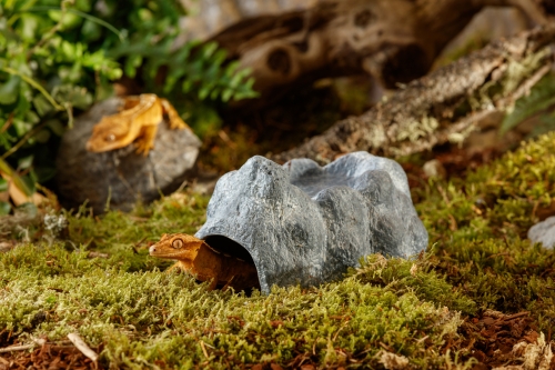 Wet Rock mittel 16x10x6,5cm (LxBxH)