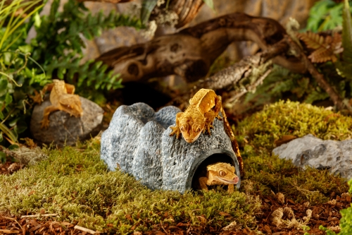 Wet Rock groß 20x12x9cm (LxBxH)