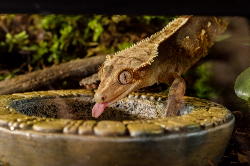 Azteken-Wassernapf mittelgroß 7,5x2,5cm (DxH) / Inhalt 120ml
