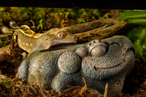 Azteken-Frosch Wassernapf 11,5x10x6cm