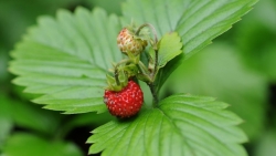 Wald-Erdbeere, 1 VE = 8 Pflanzen in BIO-QUALITÄT