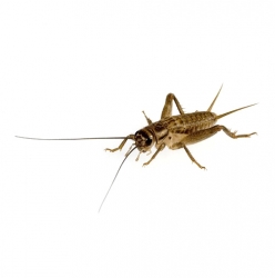 Crickets, medium, box, 60 pieces - feed material