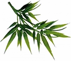 Madagaskar BambusM Hängepflanze ca. 40 cm