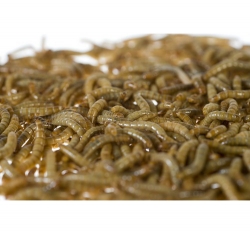 Mehlwürmer groß, 1kg, Großpackung - Einzelfuttermittel