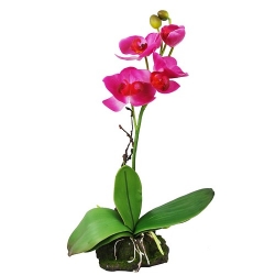 Orchidee, pink, ca. 30 cm