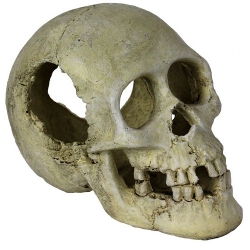 Sleeping Hollow Skull (16x10x12cm)LxBxH