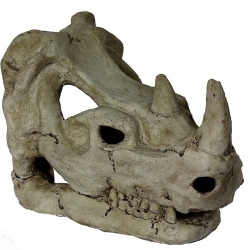 Rhino Skull (16x10x12cm)LxBxH