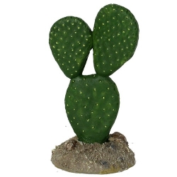 Mexican Elder Cactus (7x5x12cm)LxBxH