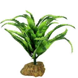African Aloe Vera (08x08x20cm)LxBxH