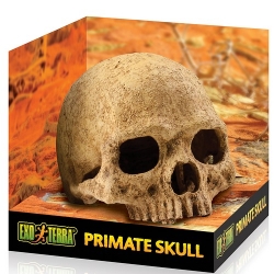 Primate Skull Totenkopf Höhle