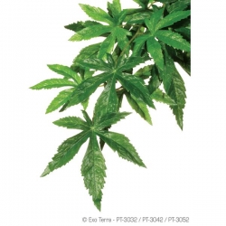 Abutilon S Jungle Plant Seidenpflanze