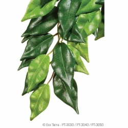 Fiscus M Jungle Plant Seidenpflanze